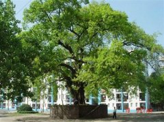 填报问题:宜宾职业学院是公办还是民办高职？